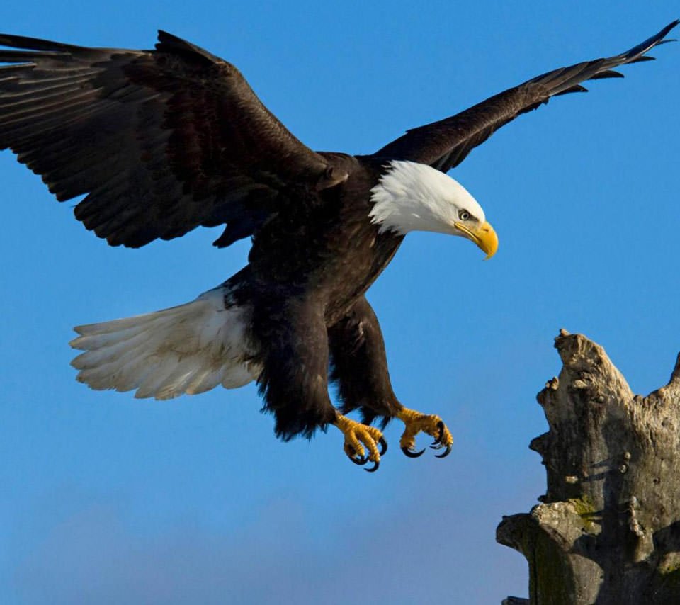 世界の驚くべき生き物たち スマホケース販売中 かっこいい鳥 アメリカの国鳥でもある白頭ワシ 翼を広げると2mを超えるhttps T Co Ueypzw0uva