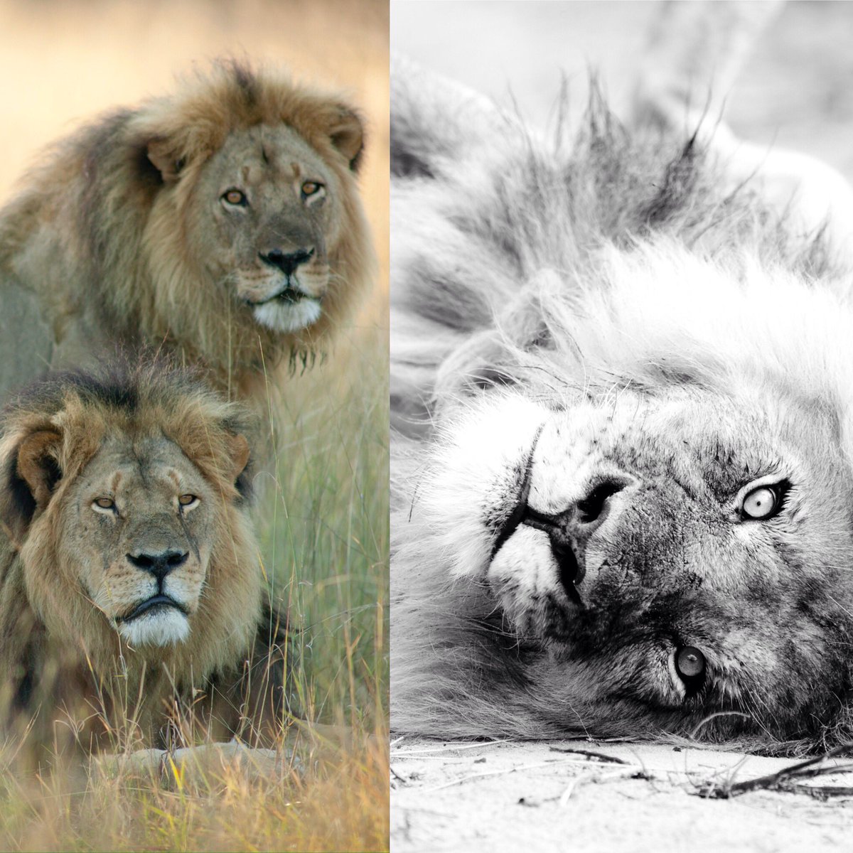 brentstapelkamp's tweet photo. Three lions!!! It's fitting that England are doing so well in the World Cup! They wear lions on their shirts!
#threelions #england #worldheritagespecies #willtravers #pantheracats #lionrecoveryfund https://t.co/fepMx506SB