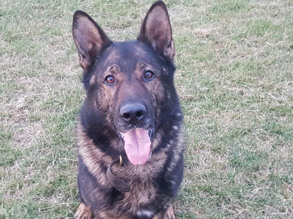 ASPoliceDogs's tweet photo. PD Chief deployed to a dwelling break. Tracked from scene through several streets and locating suspect who decided to run. Chief deployed and male detained, all stolen property recovered #4legsfasterthan2 #burglarincells https://t.co/suLcIpin6B