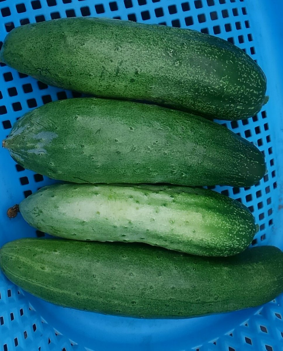 八町きゅうり
