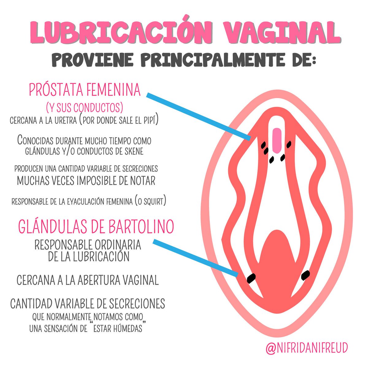 De dónde proviene la lubricación vaginal? Cómo queremos verte feliz aqui lo  contamos!! #Infografia #Sexualidad