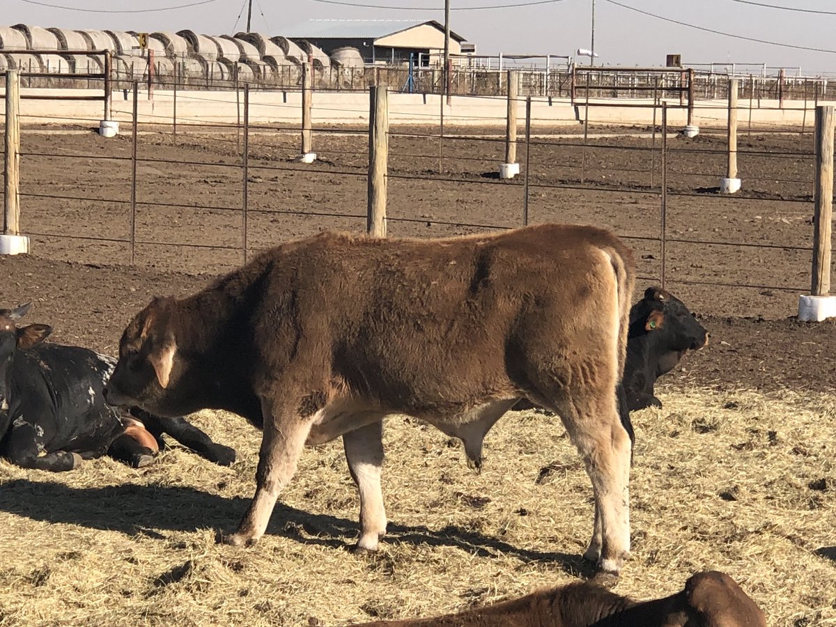 lhclaassen's tweet photo. Because of the cold this week, This #calf got #pneumonia , What would be your recommended advice to inject this calf. I will let you know what I injected him with and if he made it. #midlandmeat #grainfed #feedyard #feedlot #beef #beef2018 https://t.co/ihTE5Hn0pS