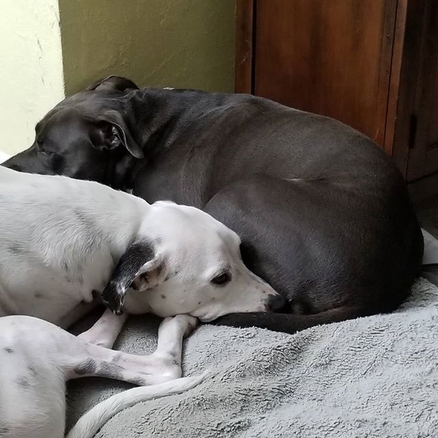 JitterFlicks's tweet photo. OMG #whatsthatsmell. Our #dogs #chance and #bella were #restingtogether. What a #pose we caught them in😃😃 #cutepuppies #cutedogs #puppies #pets #dogslife #jitterflicks #enjoythemoment https://t.co/wG36Umxx4K https://t.co/AXoPxNkGeu