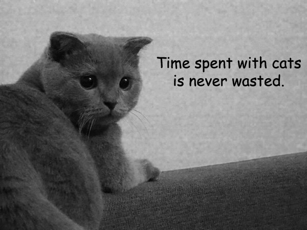 livelifetheful2's tweet photo. The time we spent with cat is precious and never wasted~ https://t.co/IOWgspN6Uq