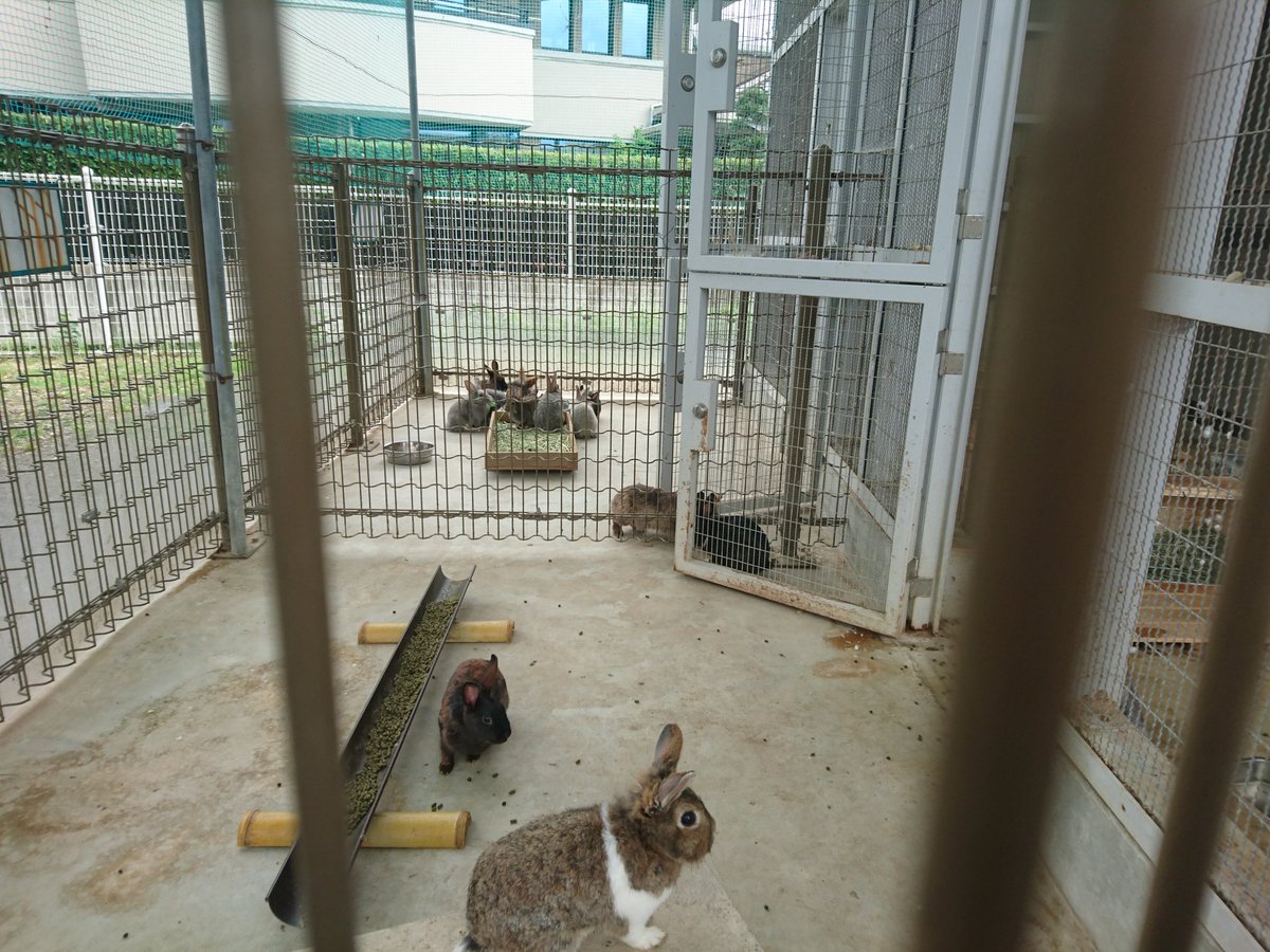 ぽん 今日のうさぎ小屋 男子小屋の写真忘れて 女子達がお外で食事中の風景 里親募集中のboy Sです ペットのおうちにgirl S達もアップしました イチオシgirl T Co Ixn1dsmb6j またよろしくお願いします うさぎ 上田市 里親募集