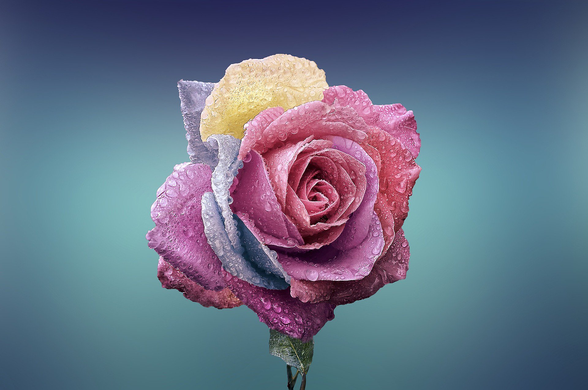 Một bông hoa hồng đẹp là một tác phẩm nghệ thuật thiên nhiên tuyệt vời, nó đã được tạo ra với sự kết hợp hoàn hảo của những màu sắc tinh tế và đường nét mềm mại. Hãy tận hưởng vẻ đẹp đó bằng cách ngắm các bông hoa hồng đẹp trong các hình ảnh này.