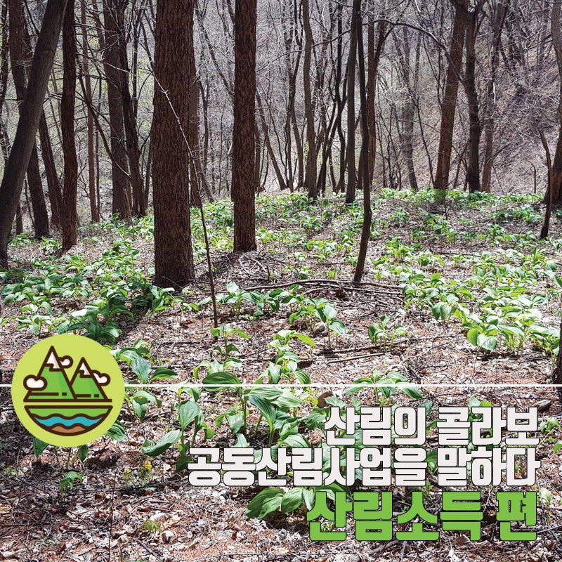 대한민국 산림청 tweet media