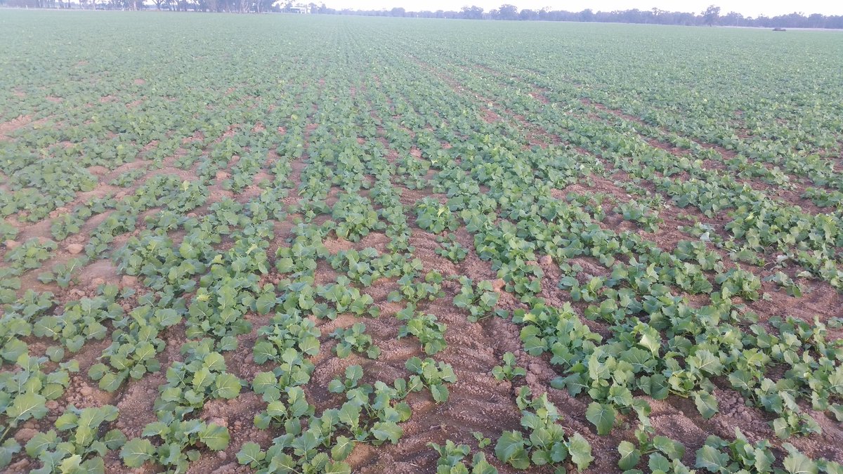 Anthony Kerr tweet media