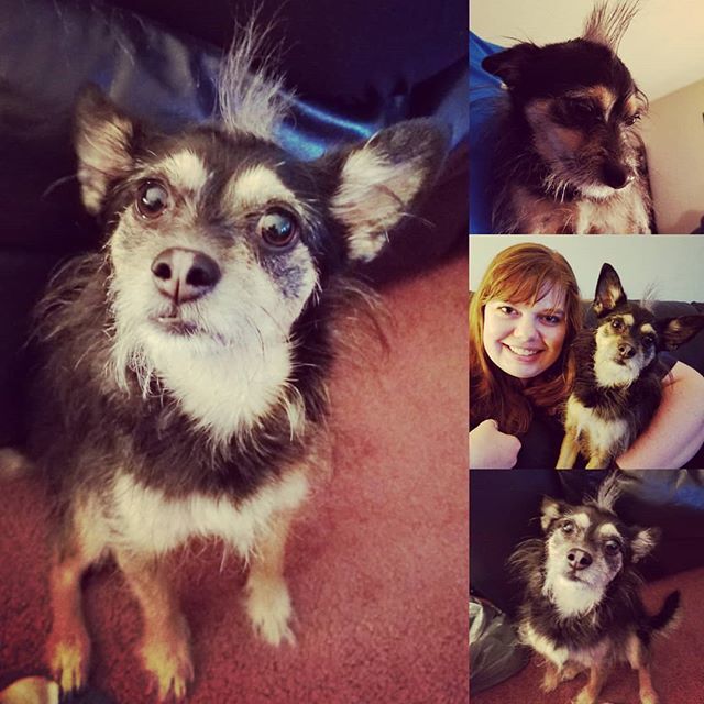 SarahYEG's tweet photo. My handsome man ❤️🐾 #mohawkman #dogsofinstagram https://t.co/kwBzben9Bc https://t.co/HrKSe4s71Y
