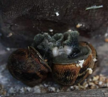 DaisyTurnip's tweet image. This pic has just appeared on my time hop! Taken back in 2009. #Snails #fornicating on the bird table. How amazing is this pic. It still blows my mind. 

Morning all : )