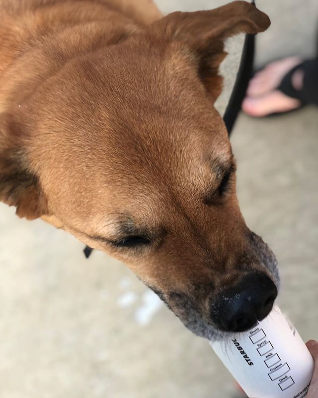 Veg_Ezy_'s tweet photo. Neo enjoys his Pupachino from Starbucks. We found out some really bad news today that we’re trying to work through about his health. Taking it one day at a time #prayersforneo #prayforneo https://t.co/MYJMbnI8k0 https://t.co/3pyN4Zc4g5