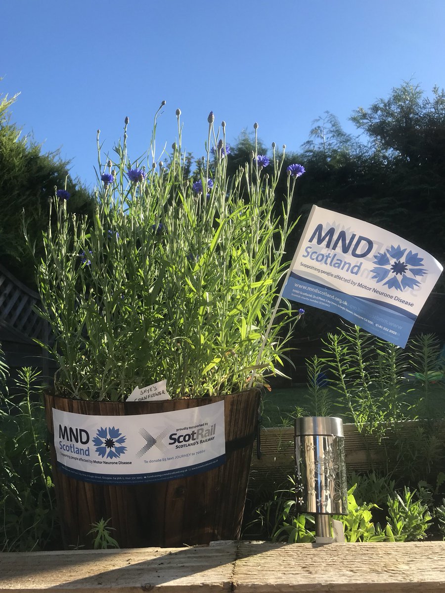 thestarwife11's tweet photo. The first flowering of cornflower planted in support of @MNDScotland by my 3 year old granddaughter @ScotRail #cureMND #MNDaware #MND https://t.co/mY4Ty4Xh0v