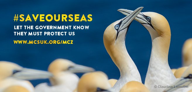 The government is running a consultation to decide whether 41 sites in English seas will get protection . Sign and RT to ask <a href="/michaelgove/">Michael Gove</a> <a href="/DefraGovUK/">Defra UK</a> to #saveourseas bit.ly/2yVjyQX