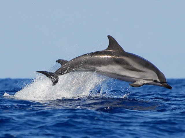 PanamweTour's tweet photo. #Zanzibar is known for its gorgeous beaches lined with powdery white sand and crystal clear waters. For making your vacation refreshing just visit Zanzibar and plan #DolphinTour for making your vacation memorable.
Join us for the best experience.
https://t.co/wckNKX3VMG https://t.co/2jzp4qG1HK