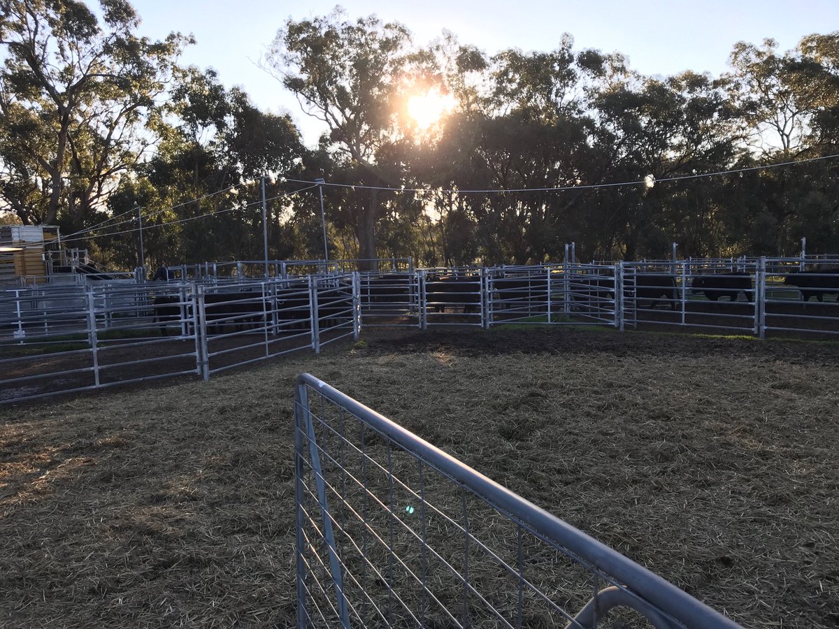 simon_odonnell's tweet photo. Big arvo in the yards but the sunset was stunning! #beef2018 https://t.co/ohDw84kNal