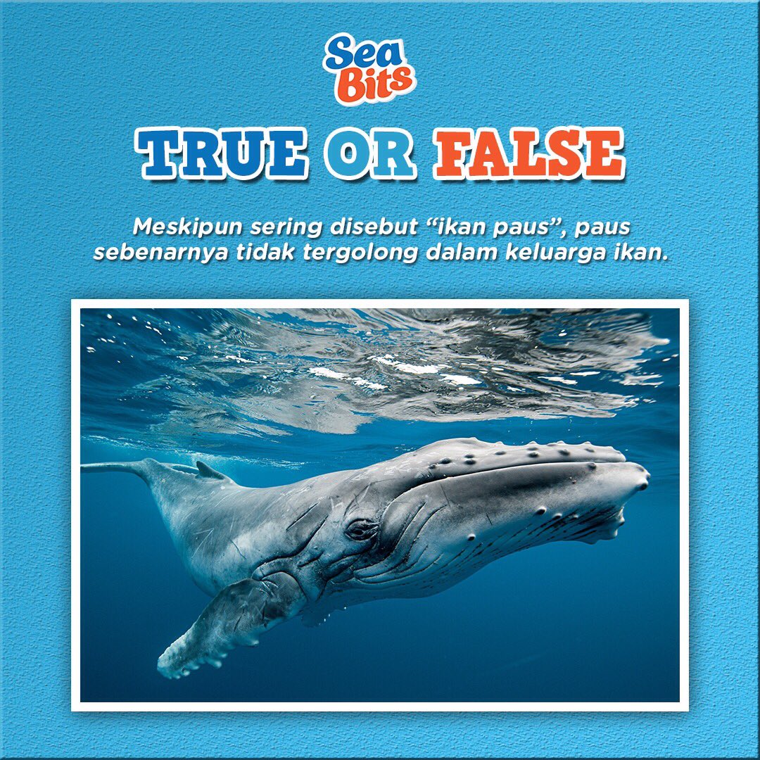 SeabitsSnack's tweet photo. True or False? Reply jawaban kamu yaa! https://t.co/cFdeevRr11
