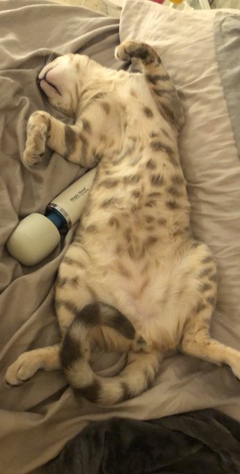 I want to masturbate but I don&rsquo;t want to wake up my comfy ass cat ....😒the struggle https://t.co/LPl<a href="/tag/manyvids"class="tags"><span>#manyvids</span></a><a href="/tag/mvsales"class="tags"><span>#mvsales</span></a>