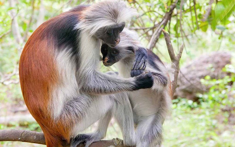 PanamweTour's tweet photo. If you are on your tour to Zanzibar then be sure to visit #JozaniForest and get the opportunity to see the rare #RedColobusMonkey.
Join us for the best experience.
https://t.co/kC1xE4BFUb https://t.co/ogWVgpEyx7