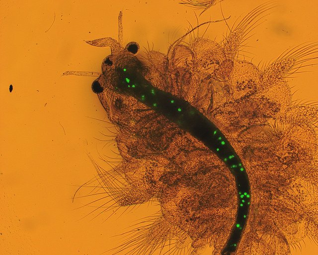 IAEANA's tweet photo. The strange green dots you see in this #shrimp’s belly are #microplastic particles. Experts use #nuclear to monitor how #plastics are taken up by #marine animals.

Learn more about nuclear technology at the #IAEA Ministerial Conference:
https://t.co/OXxD1te47M

#Atoms4Life https://t.co/0zvRTQgLdA