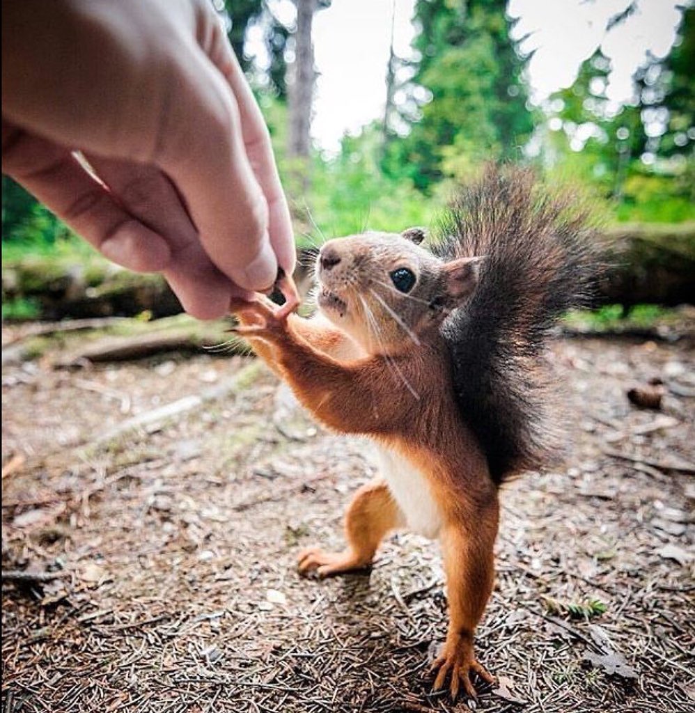 “Here, take my last nut to pay for your extremely expensive fuel and get the hell out of my forest.” 

#FuelPriceIncrease 
#petrolpricehike