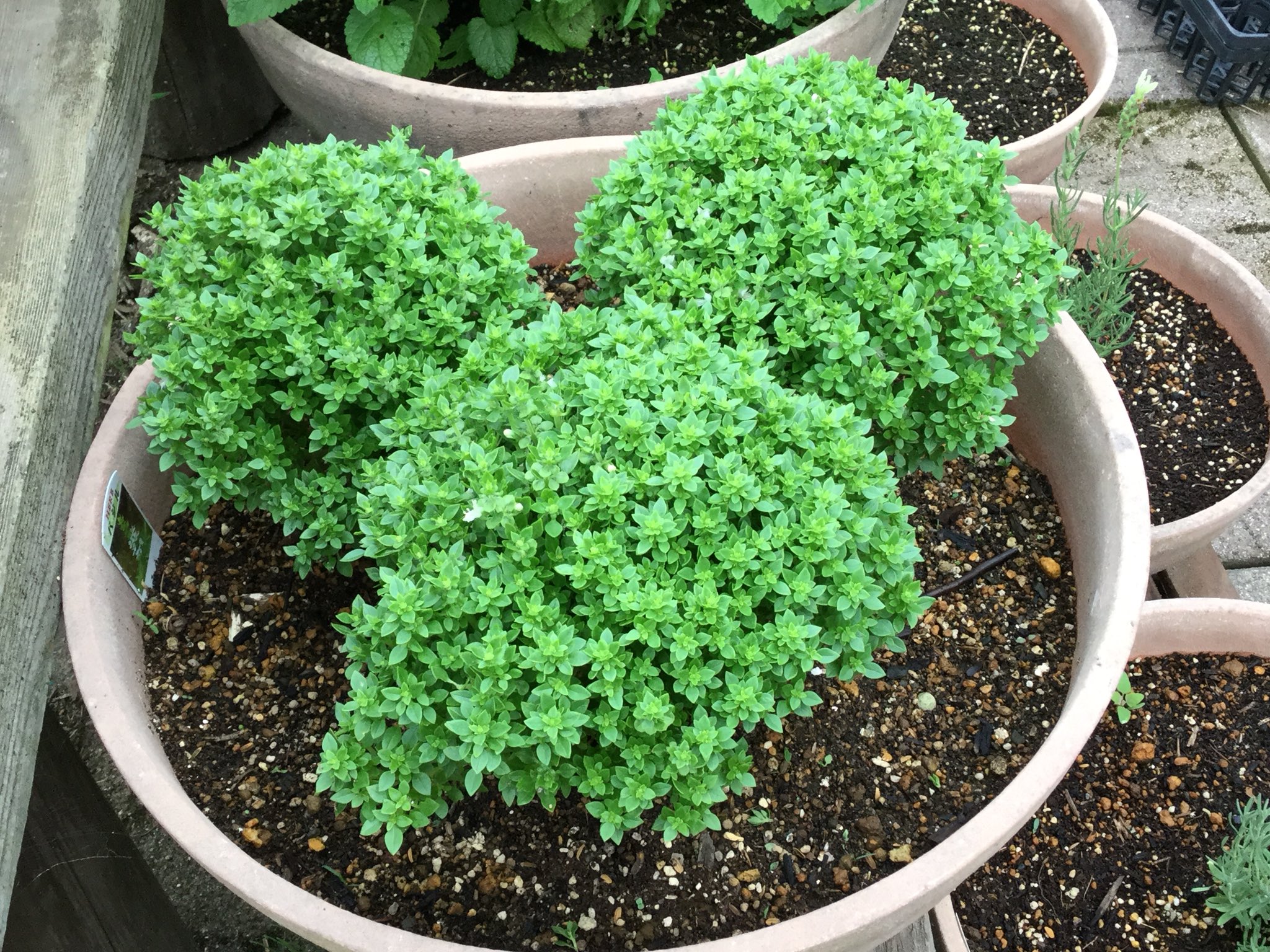 ハーブ君と薔薇ガール 虫が付きにくい 葉っぱの小さな ブッシュバジル 香りは立派にバジルで 使いやすい ハーブの庭から T Co Uribmbzzlp Twitter ハーブ君と薔薇ガール 虫が付きにくい 葉っぱの小さな ブッシュバジル 香りは立派にバジルで 使いやすい ハーブの庭から T Co Uribmbzzlp Twitter
