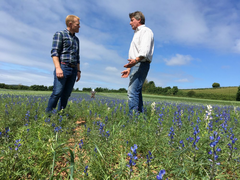 Could #lupins meet the growing demand for protein feedstocks? On @BBCCountryfile this Sunday, <a href="/AdamHenson/">Adam Henson</a> will be talking to Sam Walker of Stantyway Farm &amp; Nigel from <a href="/molevalley/">Mole Valley Farmers</a> about their #fieldlab growing combinable lupins. BBC One from 7pm on Sunday #Countryfile