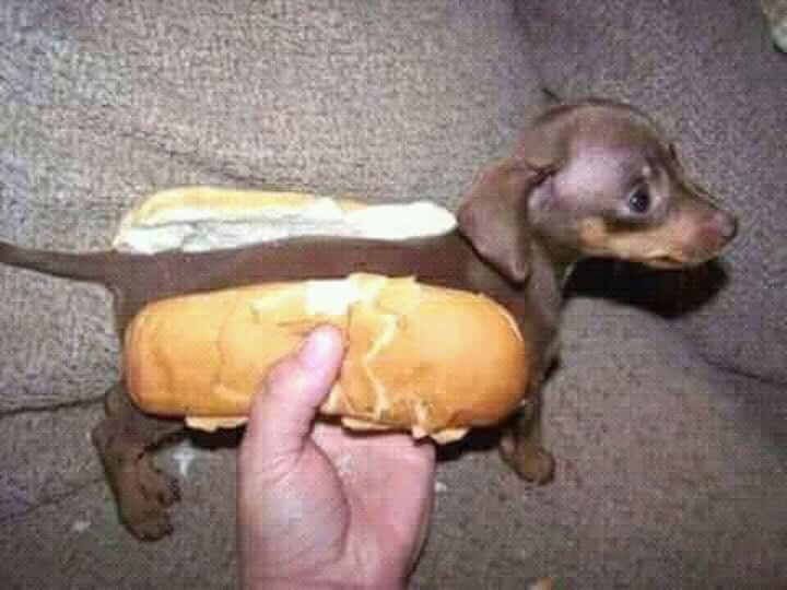 davidskima's tweet photo. When you order for hotdog in Calabar.... #SavageReplies #Jokes #joker #lol https://t.co/luqi2CQAdo