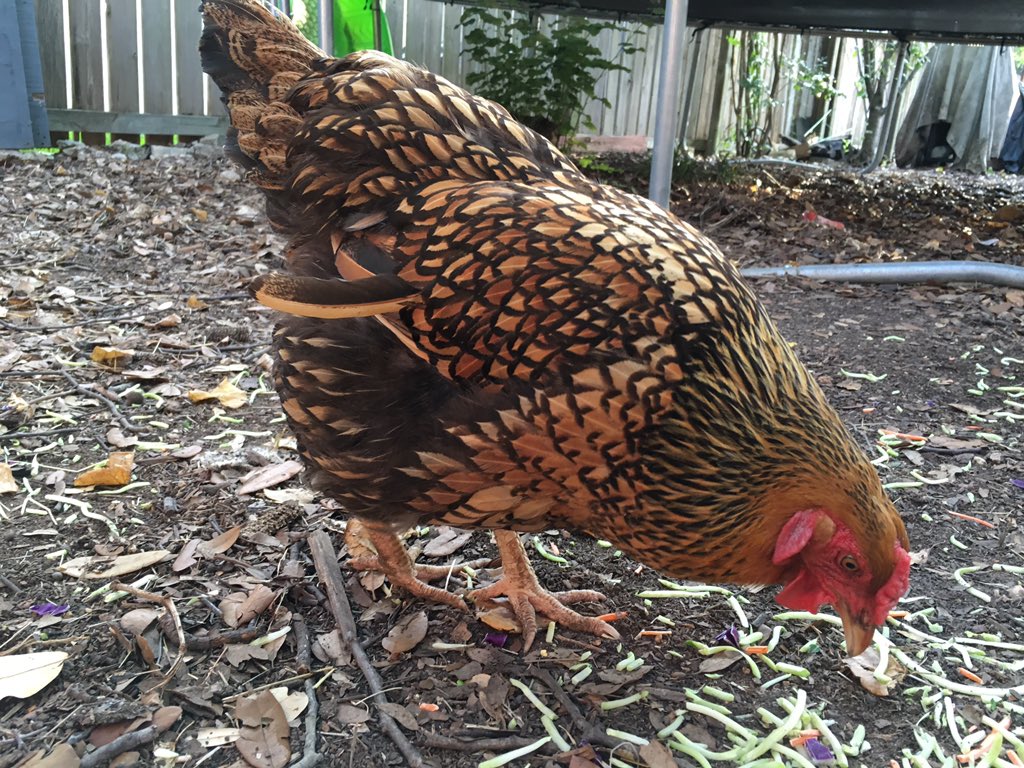 We added pre-coffee chicken visits to the #campholtrop itinerary.