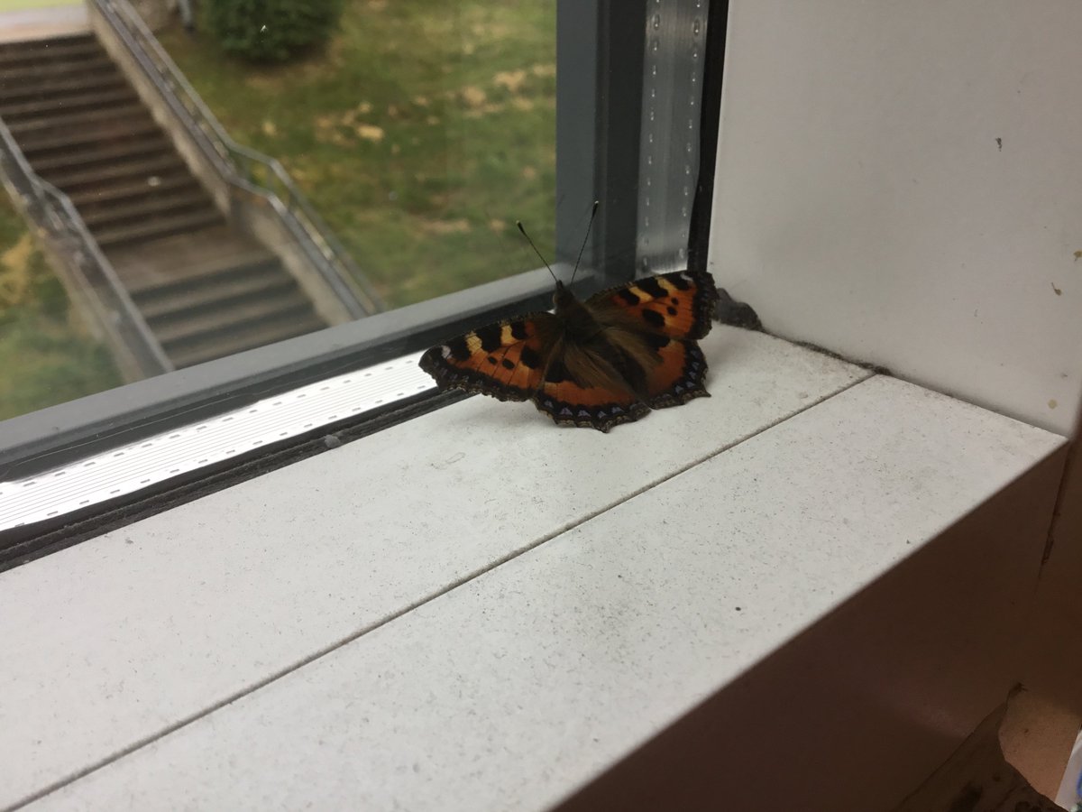stsidwellsce's tweet photo. A butterfly flew into Year 5's classroom today. We believe it to be a tortoiseshell... #springwatch2018 
Look at the Year 5 page on the website to see a video! 😊 https://t.co/lH20jT8Xcx