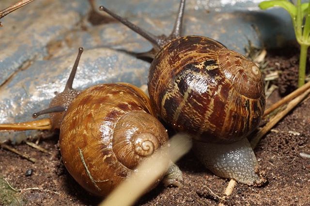 For pure drama and excitement, nothing beats the snail Olympics. .
.
.
#onceupon_a_macro #sonyalpha #macro #gu_like_capture #macrophotography #macro_mood #macro_perfection #macro_captures #macrofreaks #macro_freaks #instaworld #instamacro #ig_macro #ig_m… ift.tt/2lSPID5