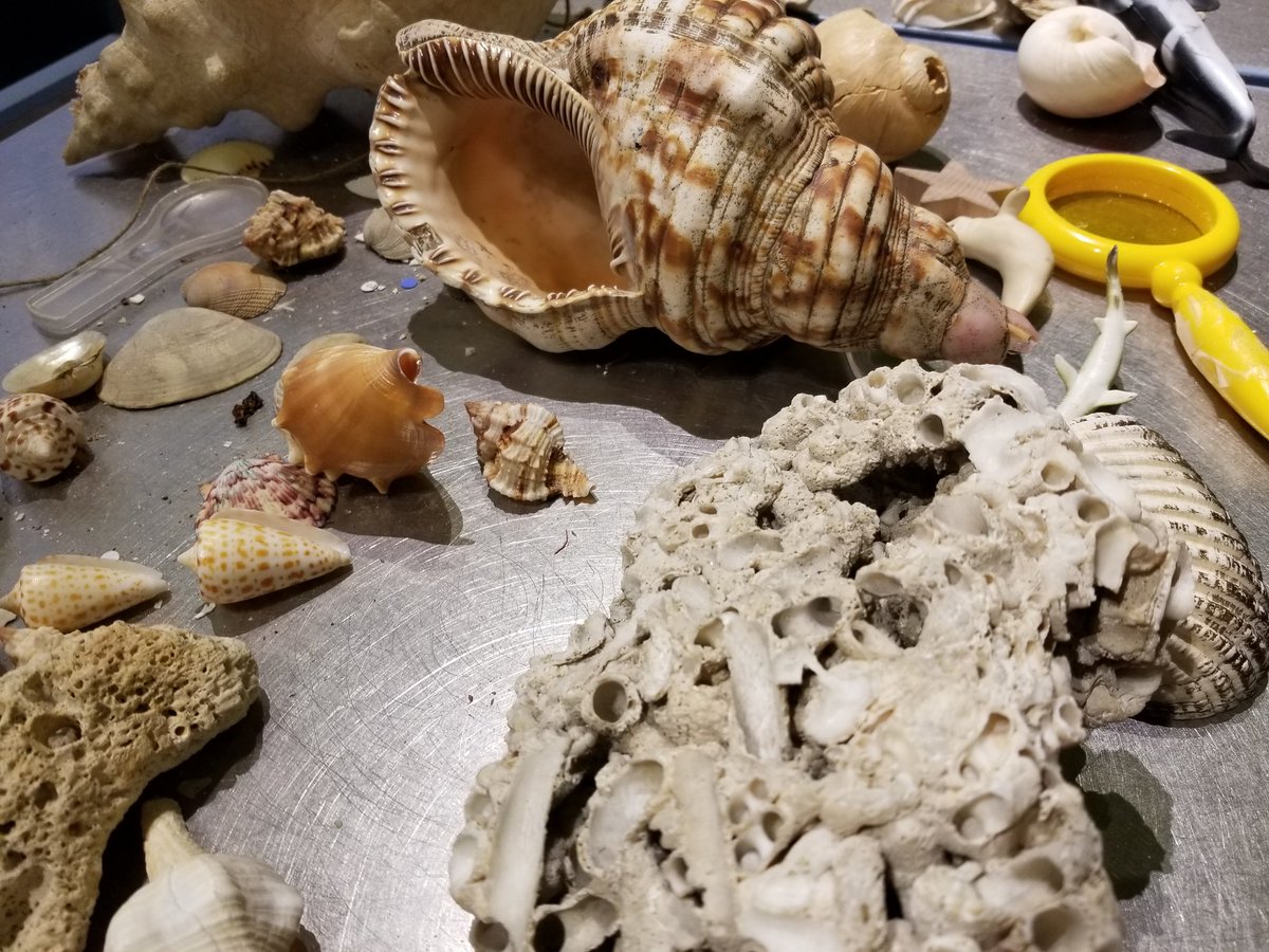JoGetsCurious's tweet photo. looking for a way to beat the heat today? Spend 4th of July @KYScience and feel like you're at the beach! Seashell investigation in #ScienceDepot https://t.co/zXJGbFYizy