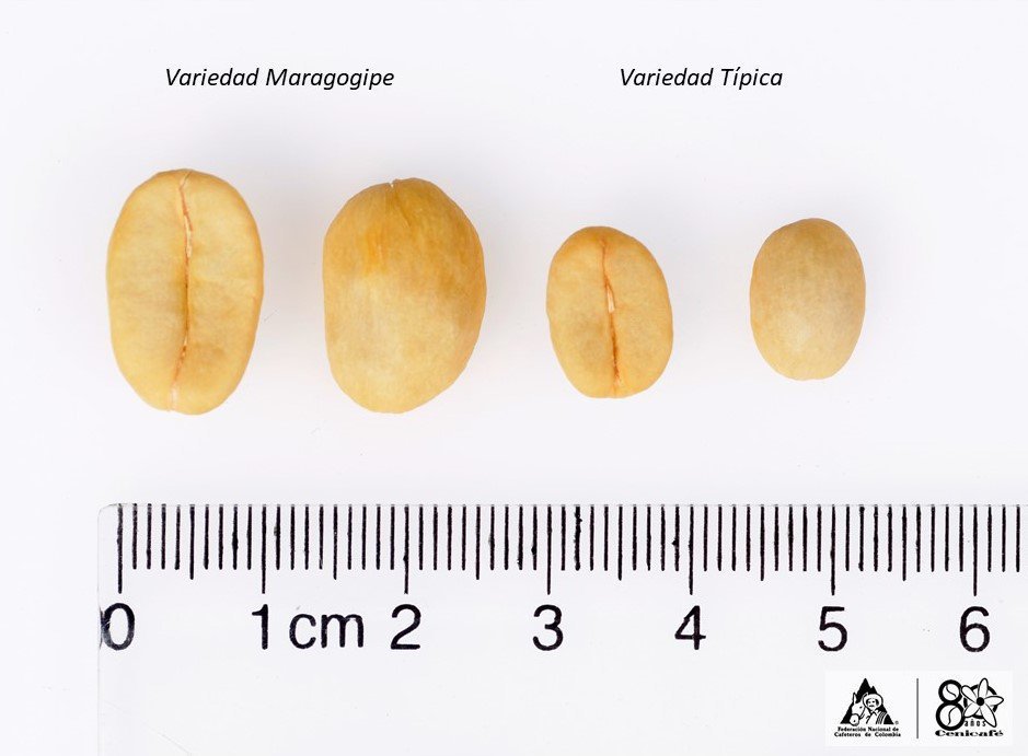 Resultado de imagen de tamaños de granos  cafe