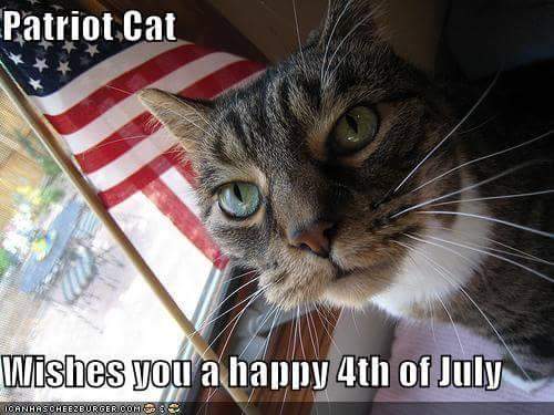Cats pats. July Cat. 4th of July Cat. Patriotic Cat. Happy 4th of July Cats.