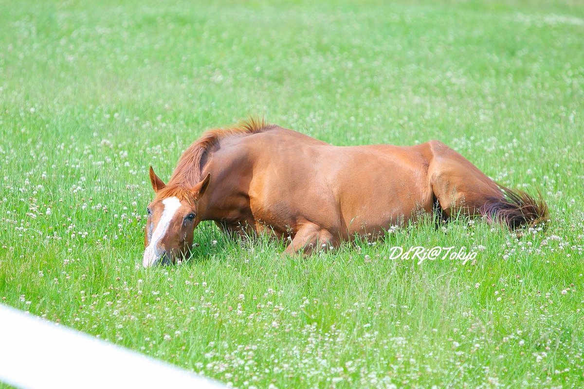 ラウール Raoul マヤノトップガン 砂浴び めっちゃカワイイ 写真 Photo 写真撮ってる人と繋がりたい 馬写真 競走馬 サラブレッド