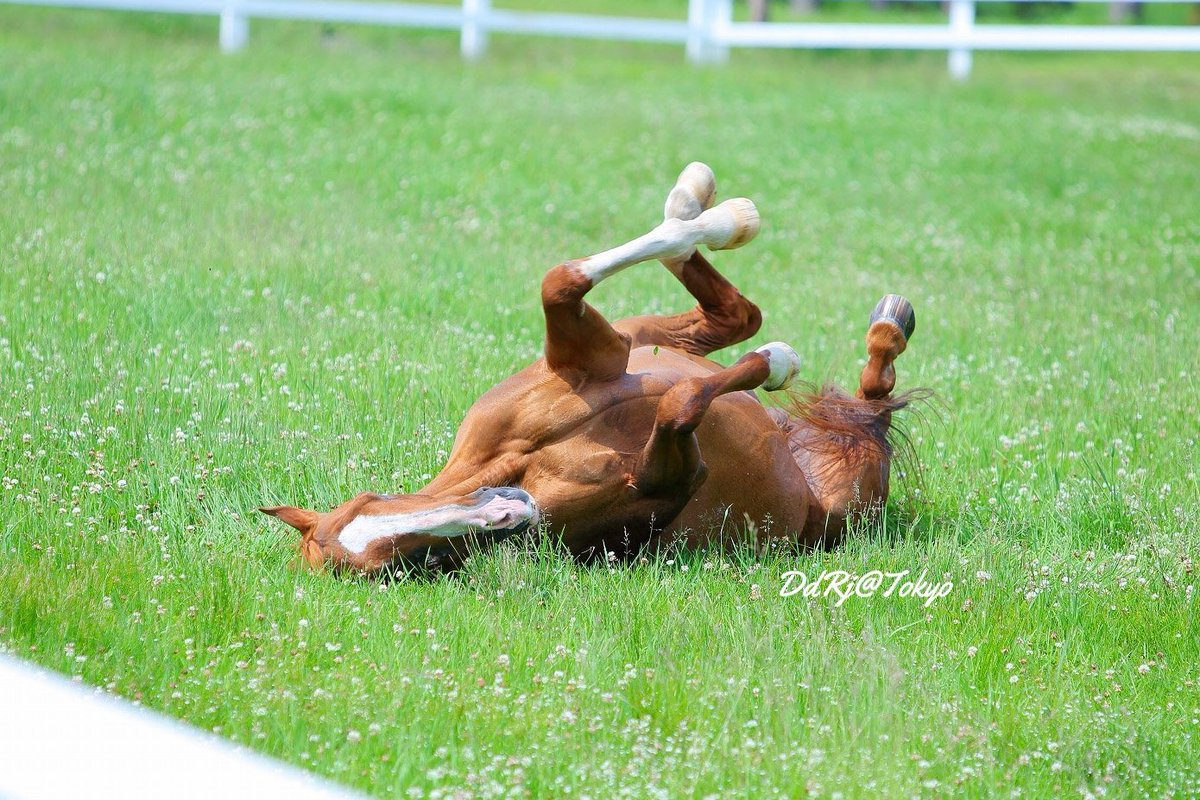 ラウール Raoul マヤノトップガン 砂浴び めっちゃカワイイ 写真 Photo 写真撮ってる人と繋がりたい 馬写真 競走馬 サラブレッド