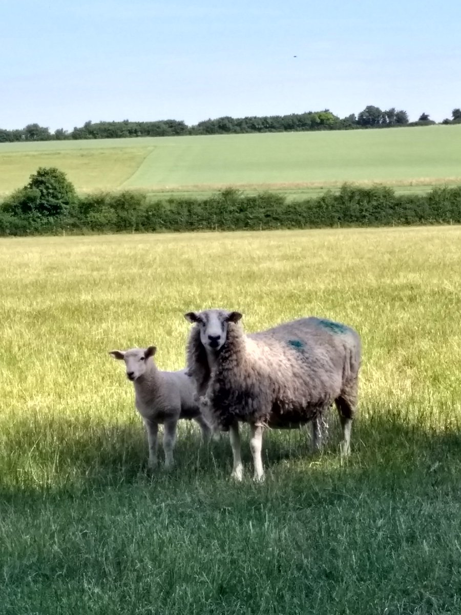 SaherHasnain's tweet image. Sheep at .@Dovesfarm - .@ifstal summer school for field trips - #shearing #sheepwool #lamb