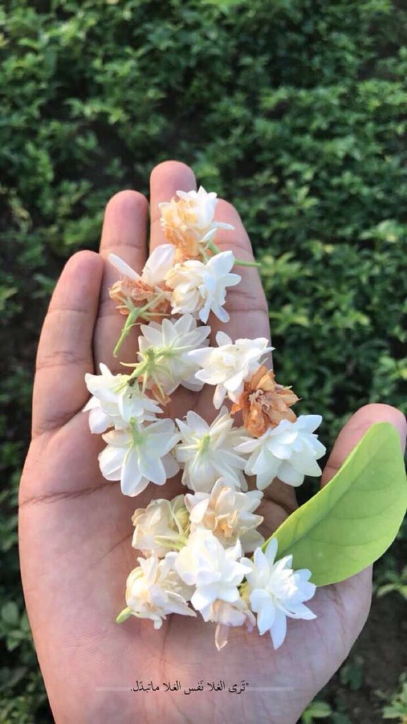 جميع خلفيات الجوال من تصويري شوف الحساب وطق رتويت وحلالك اللي يعجبك ♥️🥀
 #عطنا_خلفيات_جوال