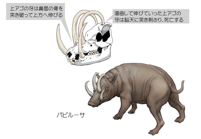※やま男 顎骨付きのみ バヌアツ共和国のイノシシのアーチ牙 川崎悟司 on X: 