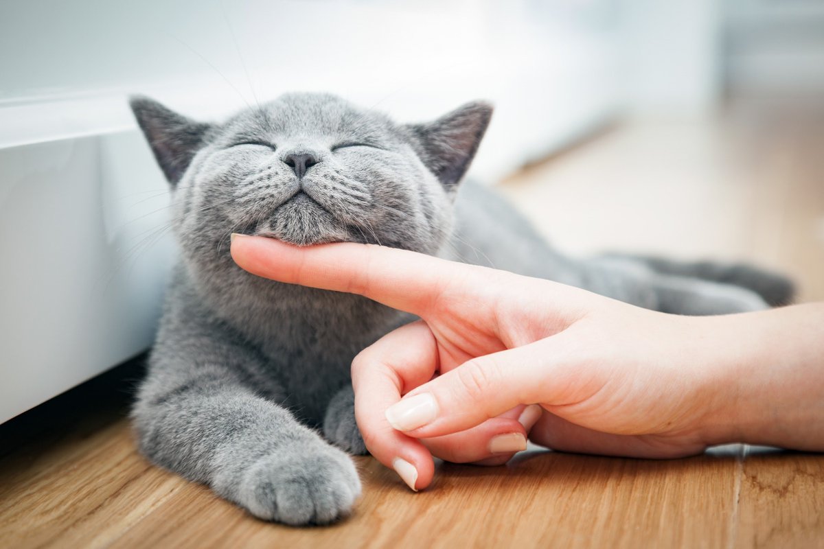 AbbeyVetsGroup's tweet photo. #Cats #purr because they are #happy...true or false? https://t.co/Aj2poLbbtg https://t.co/bRPuOzxMgg