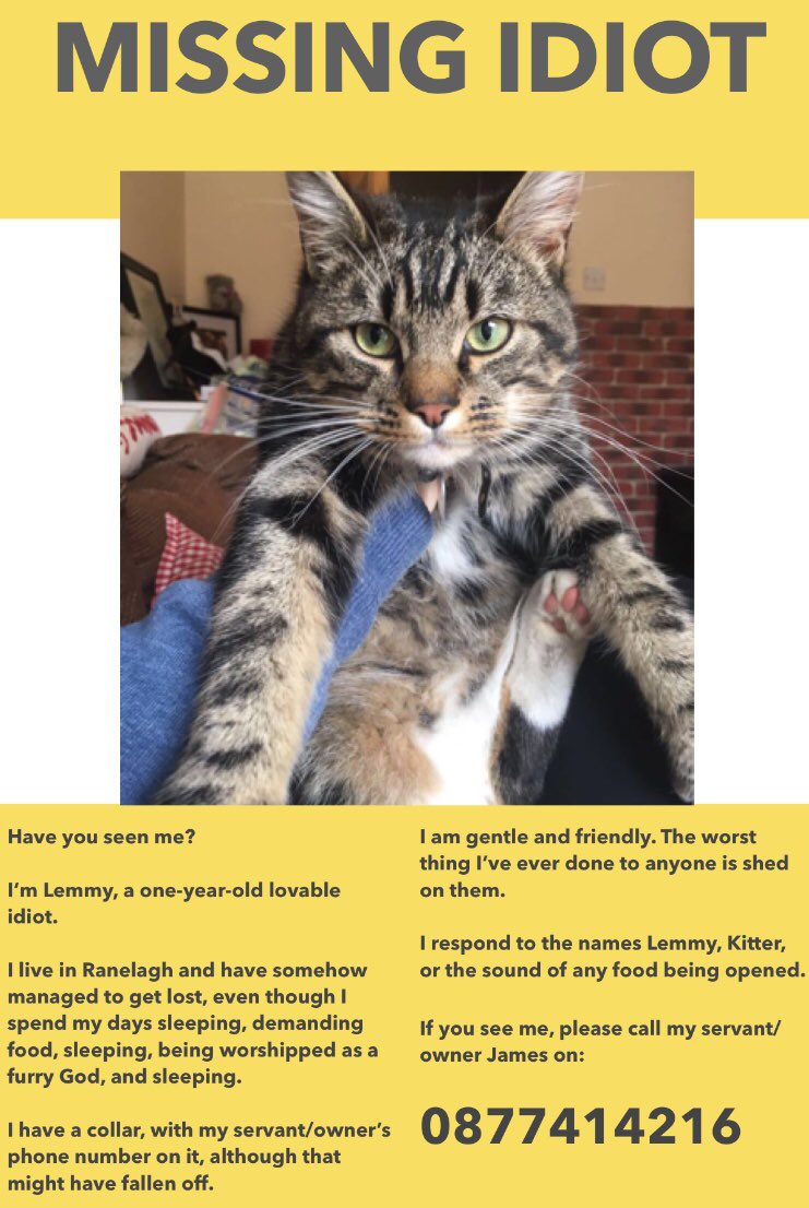 Folks, my cat Lemmy has been missing from #ranelagh since Friday. He’s a lovely, friendly eejit and I’m worried about him. Please keep an eye out and give us a retweet, thanks. #d6 #bringlemmyhome