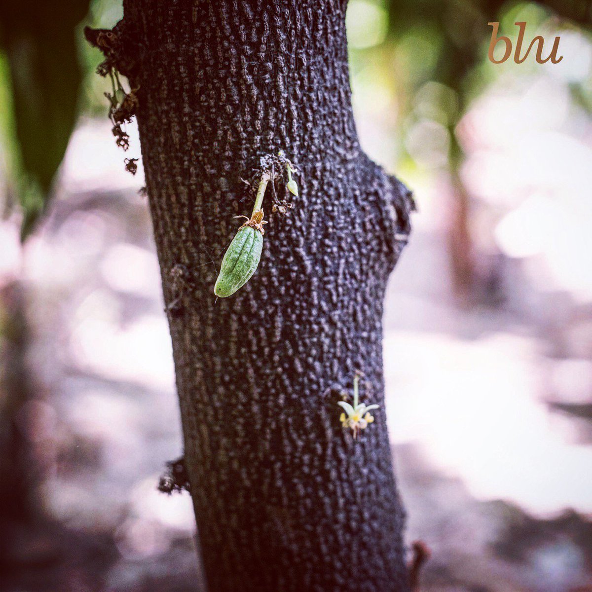 Blu_Chocolate's tweet image. #BluTales All you chocoholics, did you know chocolate comes from approximately 300 different types of cacao beans that originate from 10 different plant families, varying distinctively in taste and aroma, from being fruity, nutty, smoky, spicy, floral