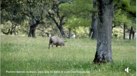 #Dehesa is a traditional #agroforestry system, but few people outside the Iberian peninsula are familiar with it. Catch a glimpse via this beautiful 4min video (Alfonso San Miguel Ayanz)
#HNV farming #HNVmatters
#Animalwelfare #freerange #farmingwithnature
facebook.com/hnvlink/posts/…