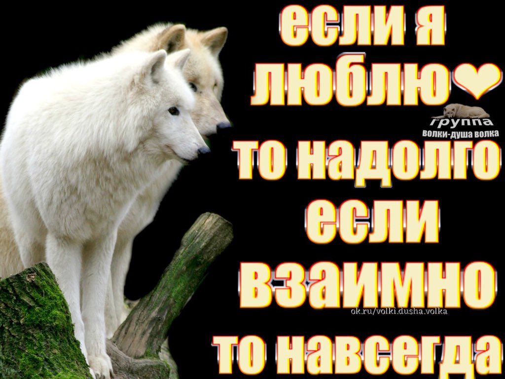Душа волка открытка, надписями