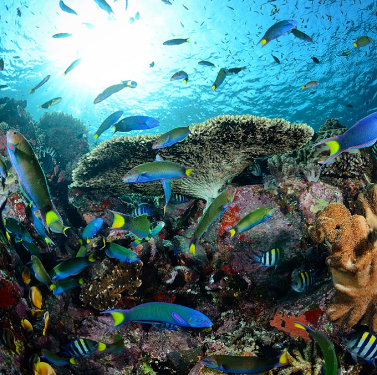 PYCousteau's tweet photo. We may be the last generation to witness exuberant biodiversity and wildlife... those who have the most profited from these destructions should be held accountable and unsustainable practices banned by law. 
🌎☄️
#ecocide #conservation #extinction #ocean #biodiversity #justice https://t.co/W4o4cYDuUl