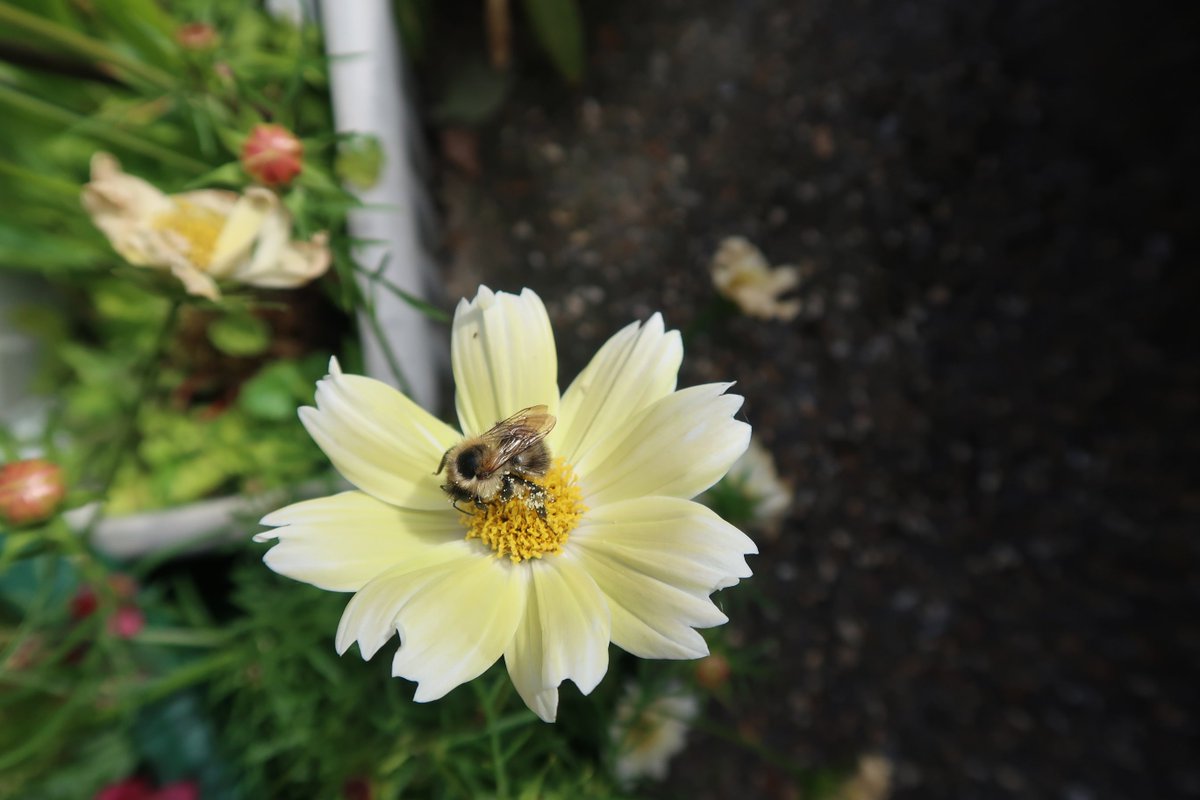 #Bees #wildflowergarden @Natures_Voice @WildlifeMag @BBCSpringwatch