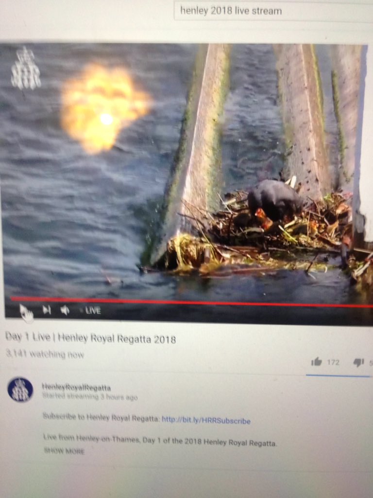 what everyone is really on edge about <a href="/HenleyRegatta/">Henley Royal Regatta</a>  day 1. someone rescue these little guys! #planetearthIII #anothernewbirdsevent #savethebirds