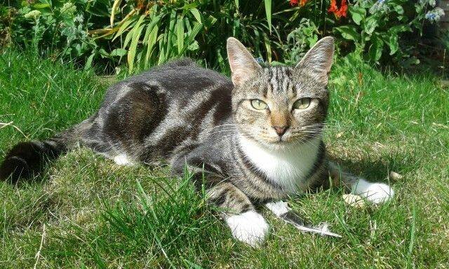 SafariKZNMark's tweet photo. Max Has been missing since the weekend. Last seen in Eastfield Crescent. Please check your sheds, garages &amp; outbuildings. He is very nervous around people and its very unlike him to be away for more than one night. If you have seen him please message me. Retweets are appreciated https://t.co/rMyU0pg362