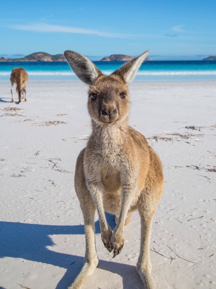 FCMicMacMall's tweet photo. We have some #amazingdeals for #flights to #Australia valid only until July 5th! It’s time to tick this beautiful place off your #bucketlist 
Call us on 1877-461-4212 what are you waiting for 🇦🇺 🛫 https://t.co/ZiptAoYUag