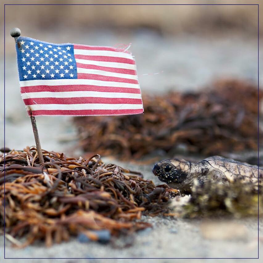 LoggerheadApp's tweet image. Wild and free #Happy4thofJuly