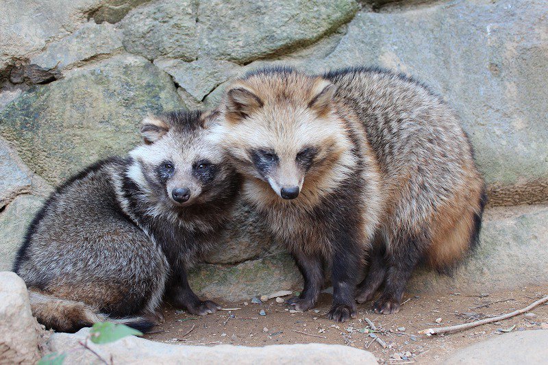 動物の習性図鑑 タヌキの夫婦愛 タヌキは夫婦愛が強く パートナーに決めた相手と一生添い遂げるそうです また パートナーが先に亡くなってしまった場合 他にパートナーを作らずに生きていくそうです